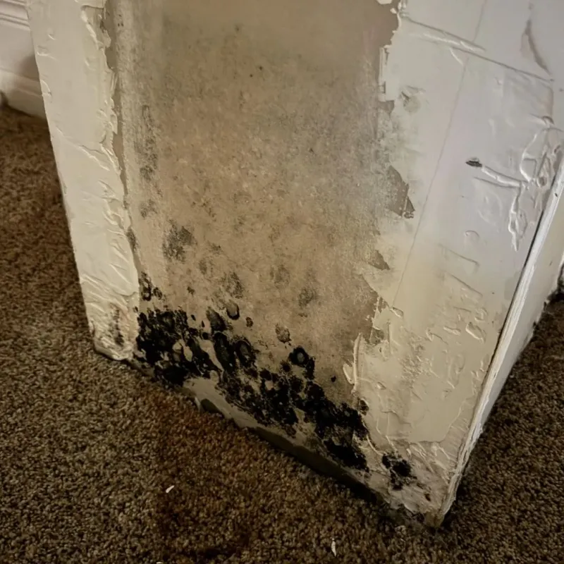 Professional Mold Removal in De Pere, WI